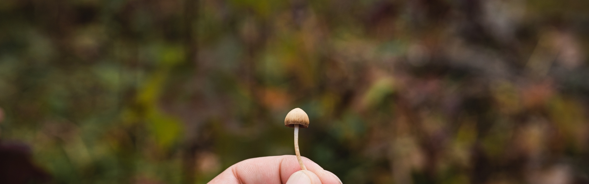 Image of mushroom by Arthur Kornakov on Unsplash