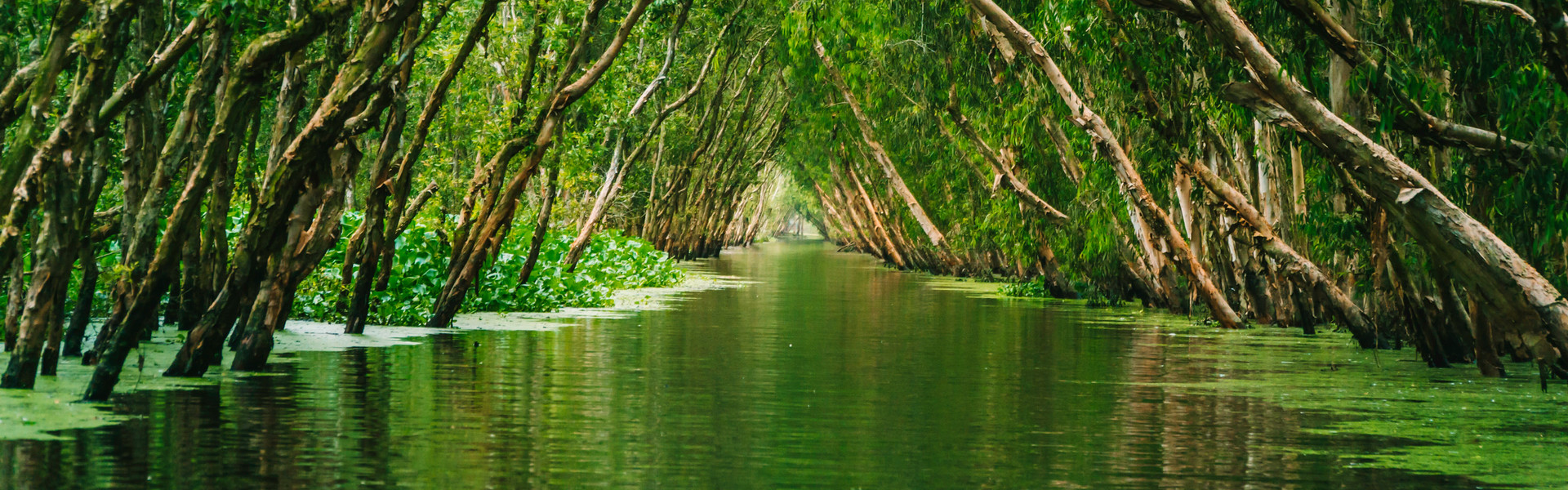 Rainforest Image Photo by diGital Sennin on Unsplash