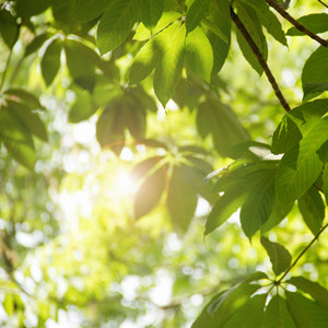 green leaves during day time