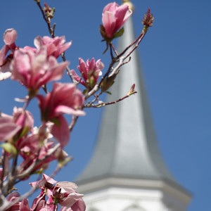 Pink flowers